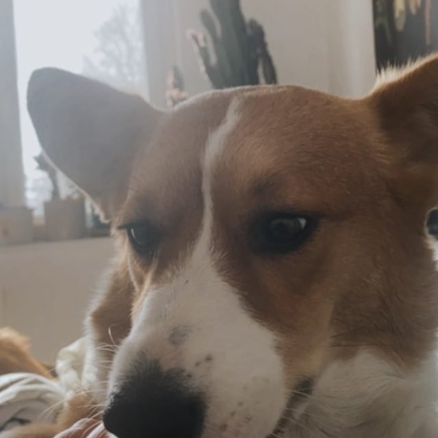 Nasze psy na co dzień