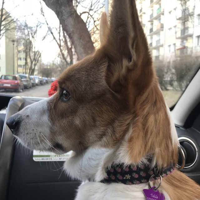 Nasze psy na co dzień