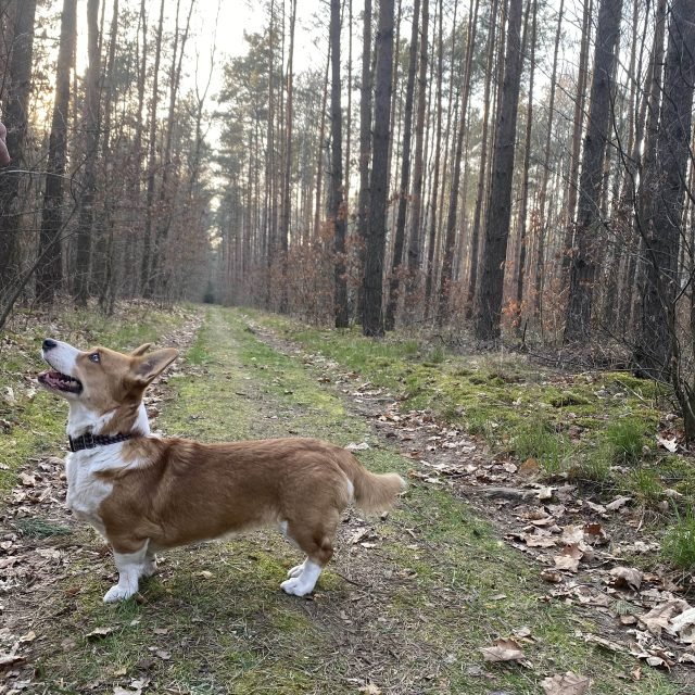 Nasze psy na co dzień