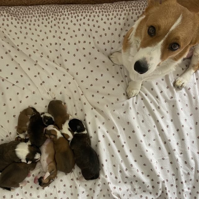 Mama pilnuje szczeniąt miotu A śpiących na kocu