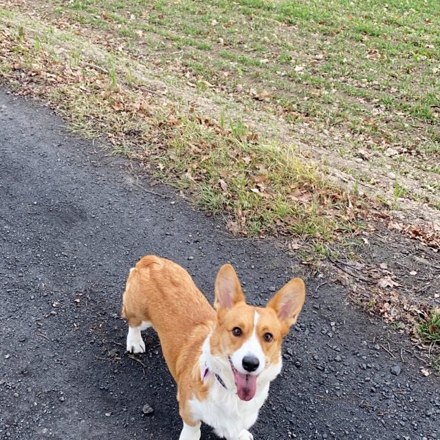 Rudo-biały Welsh Corgi Cardigan z wywieszonym językiem na ścieżce przy polu