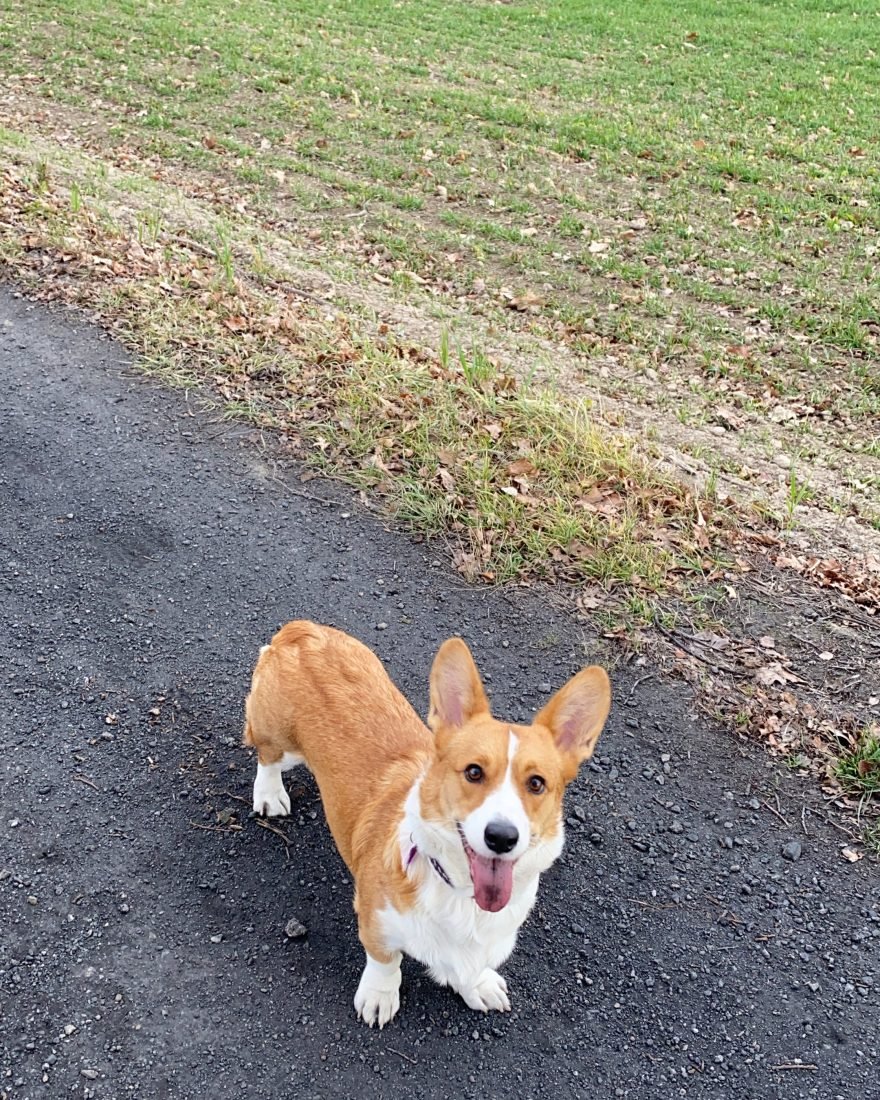 Rudo-biały Welsh Corgi Cardigan z wywieszonym językiem na ścieżce przy polu
