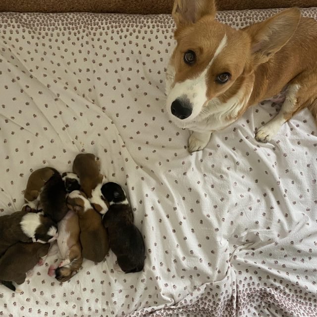 Mama z nowo narodzonymi szczeniętami miotu A na kocu w kropki