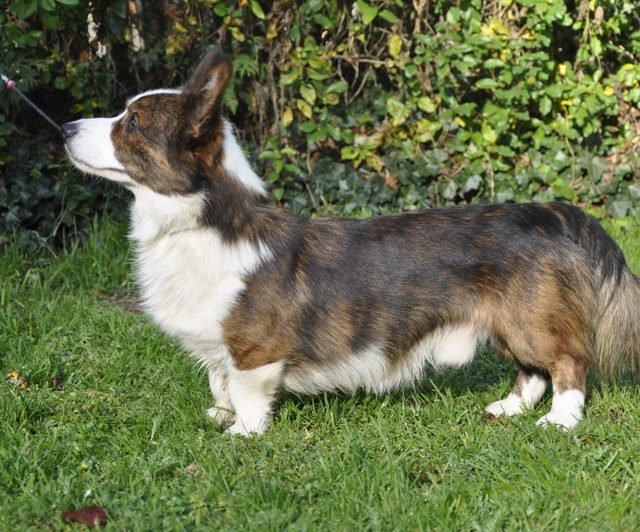Pręgowany Welsh Corgi Cardigan stoi bokiem na trawie