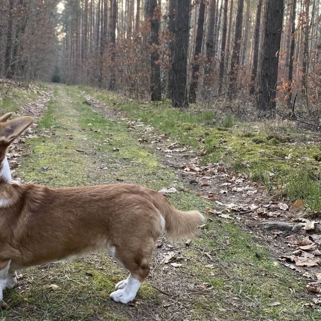 Tekla, rudo-biała suka cardigana, na spacerze w lesie