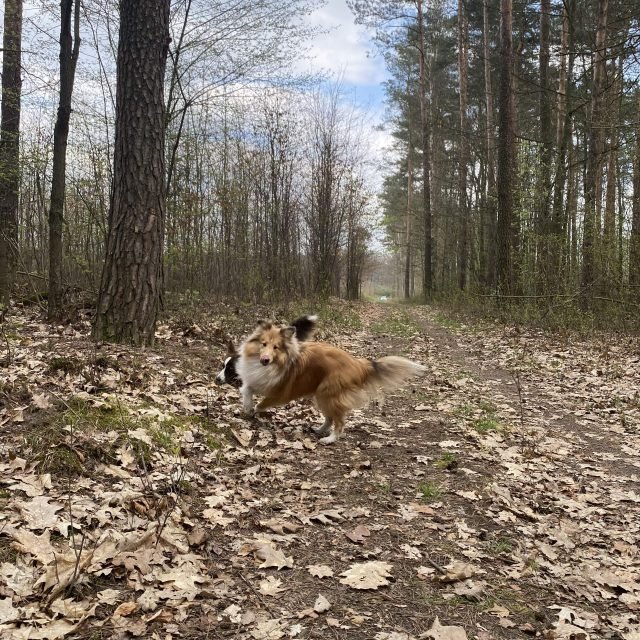 Nasze psy na co dzień