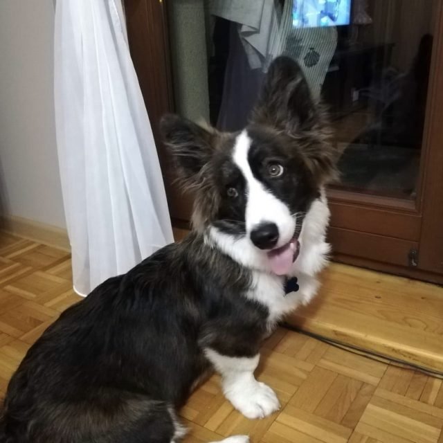 Nasze psy na co dzień