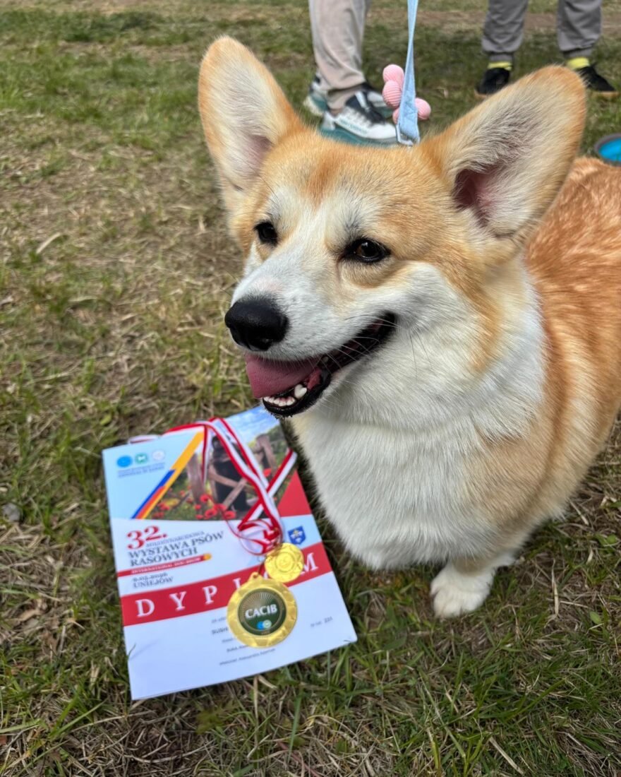 Rudo-biały Welsh Corgi z hodowli Corgi Cowboys z dyplomem i medalem CACIB z wystawy psów rasowych