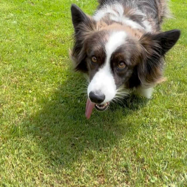 Zdjęcie z Instagrama @corgi_cowboys