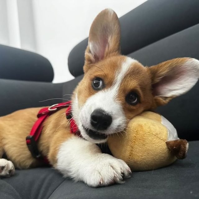 Zdjęcie z Instagrama @corgi_cowboys