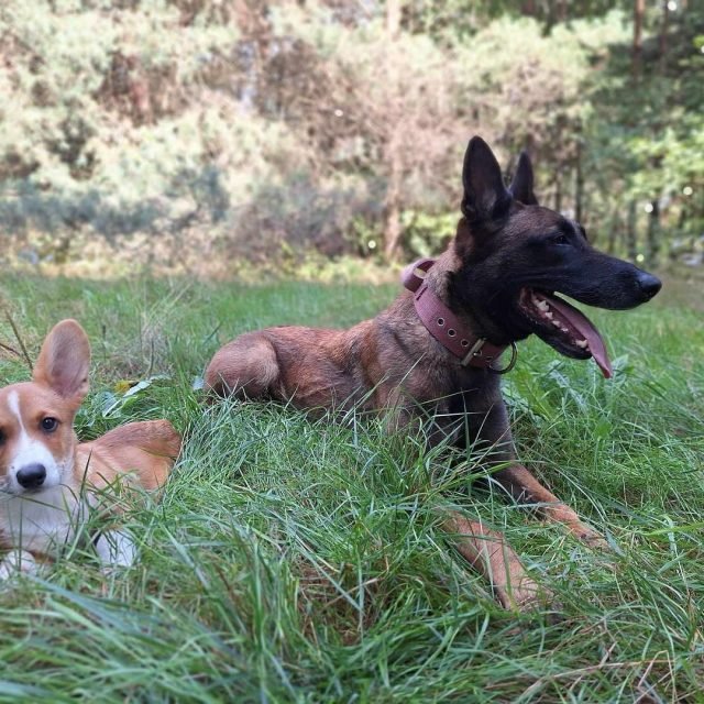 Zdjęcie z Instagrama @corgi_cowboys