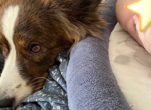 Zdjęcie z Instagrama @corgi_cowboys