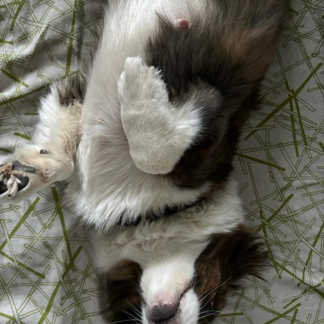 Zdjęcie z Instagrama @corgi_cowboys