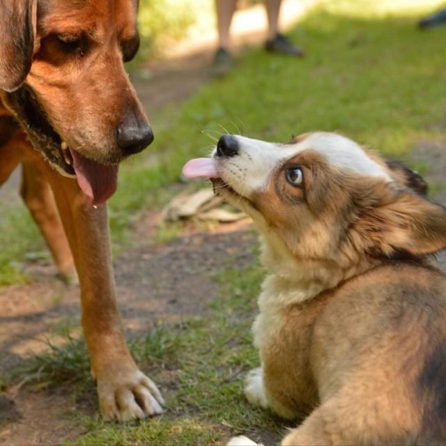 Zdjęcie z Instagrama @corgi_cowboys