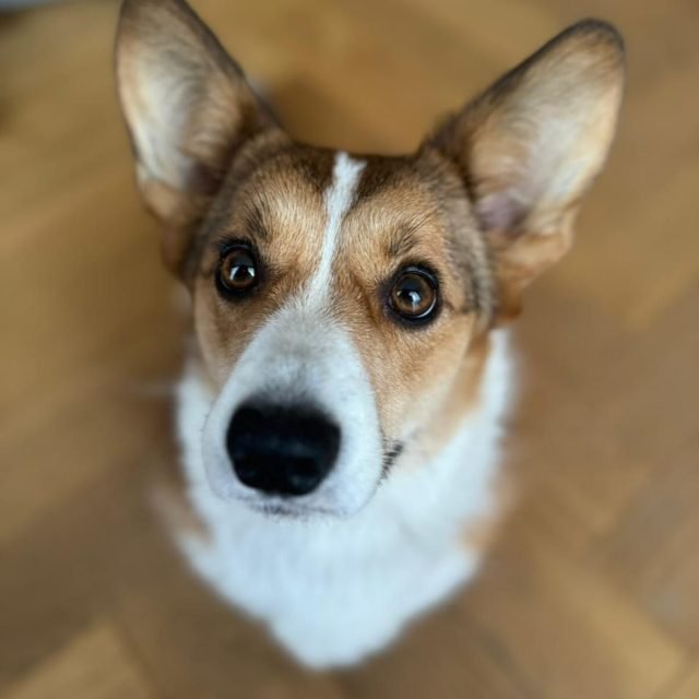 Zdjęcie z Instagrama @corgi_cowboys