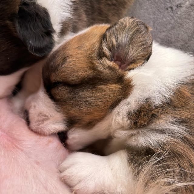Zdjęcie z Instagrama @corgi_cowboys