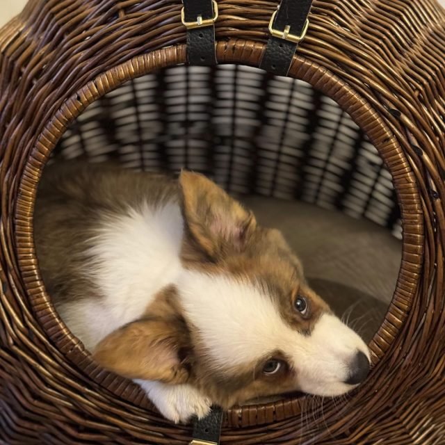 Zdjęcie z Instagrama @corgi_cowboys