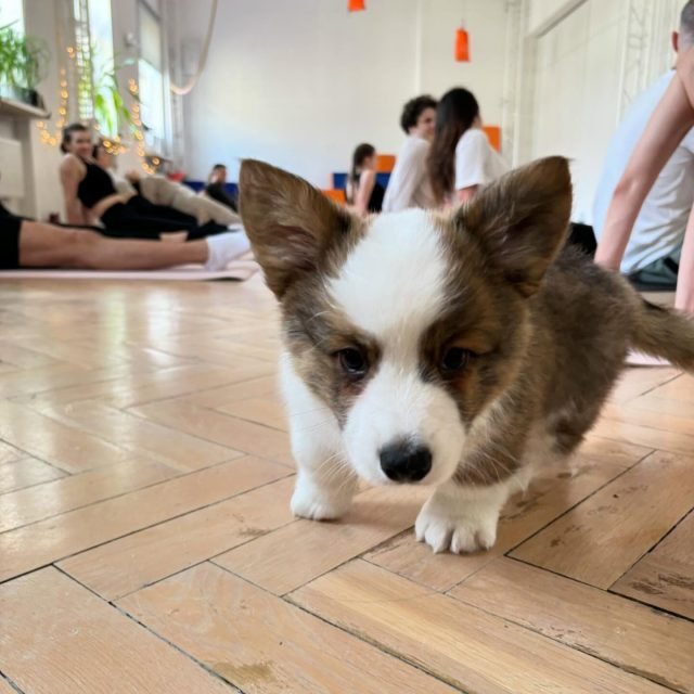 Zdjęcie z Instagrama @corgi_cowboys