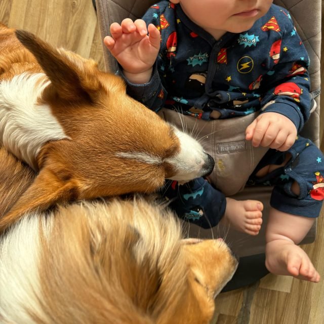 Zdjęcie z Instagrama @corgi_cowboys