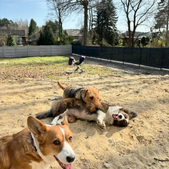 Zdjęcie z Instagrama @corgi_cowboys