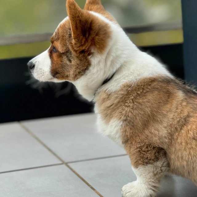 Zdjęcie z Instagrama @corgi_cowboys