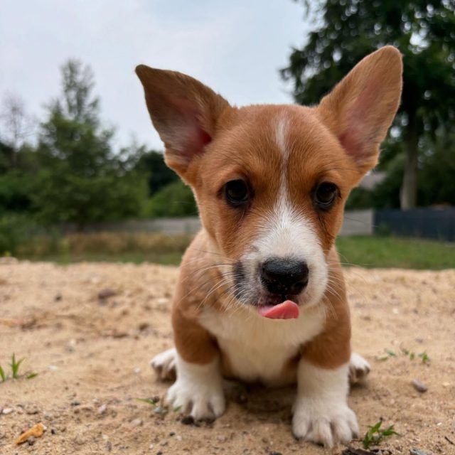 Zdjęcie z Instagrama @corgi_cowboys