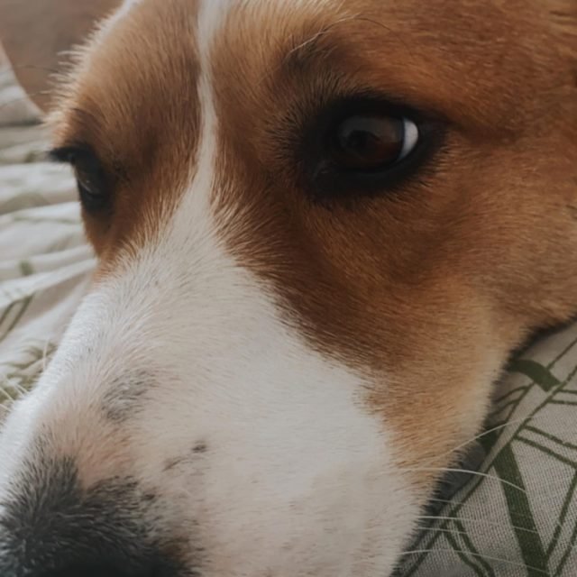 Zdjęcie z Instagrama @corgi_cowboys