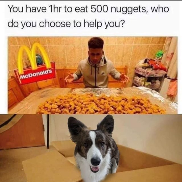 Zdjęcie z Instagrama @corgi_cowboys