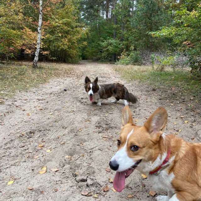 Zdjęcie z Instagrama @corgi_cowboys