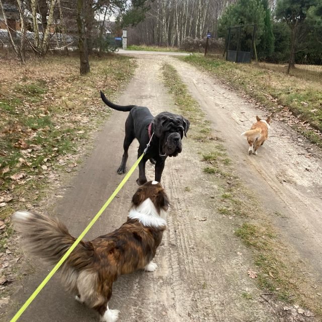 Zdjęcie z Instagrama @corgi_cowboys