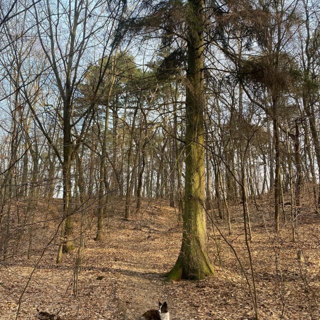 Zdjęcie z Instagrama @corgi_cowboys