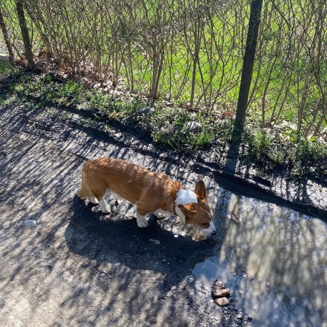 Zdjęcie z Instagrama @corgi_cowboys
