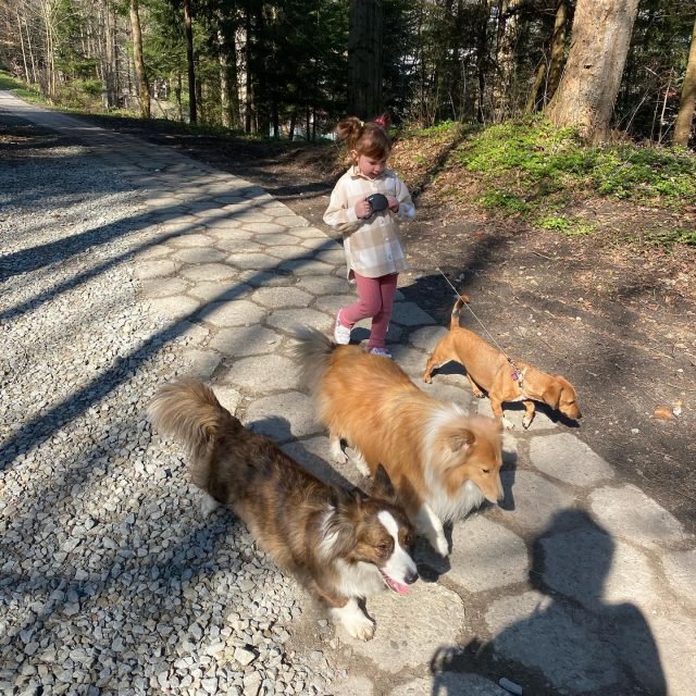 Zdjęcie z Instagrama @corgi_cowboys