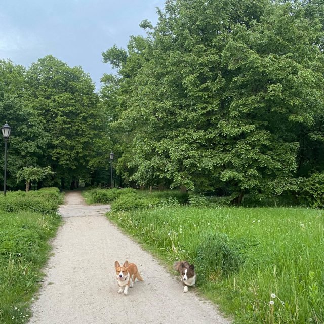 Zdjęcie z Instagrama @corgi_cowboys