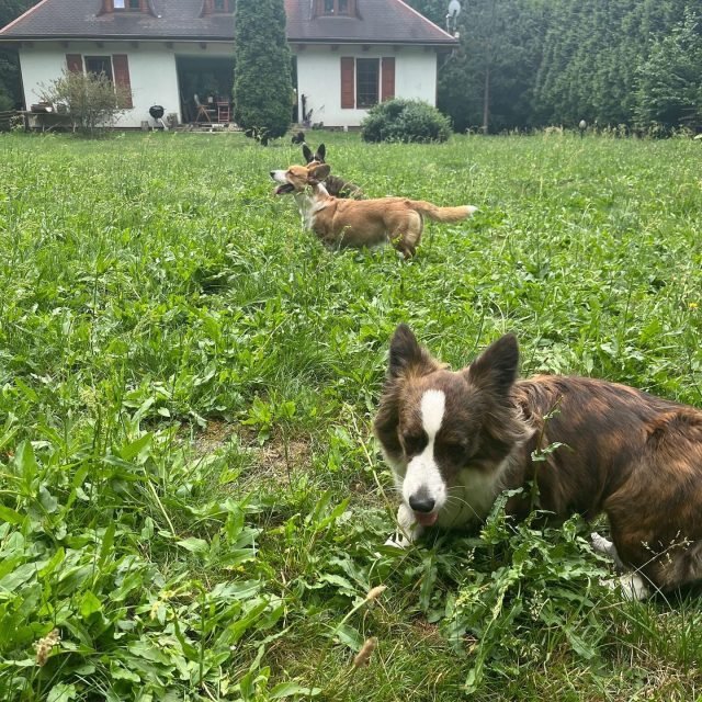 Zdjęcie z Instagrama @corgi_cowboys