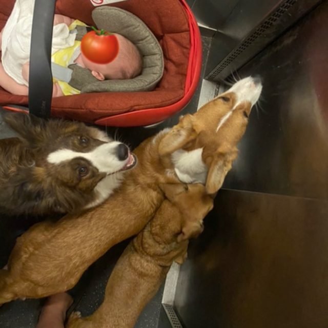 Zdjęcie z Instagrama @corgi_cowboys