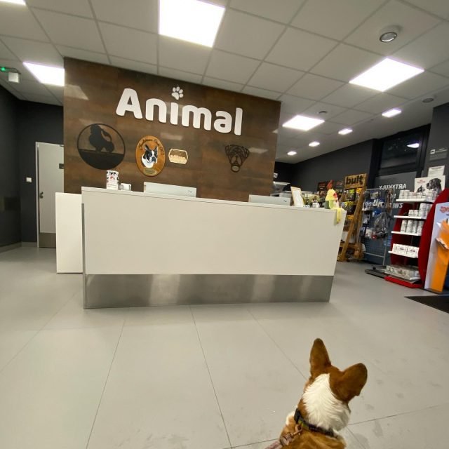 Zdjęcie z Instagrama @corgi_cowboys