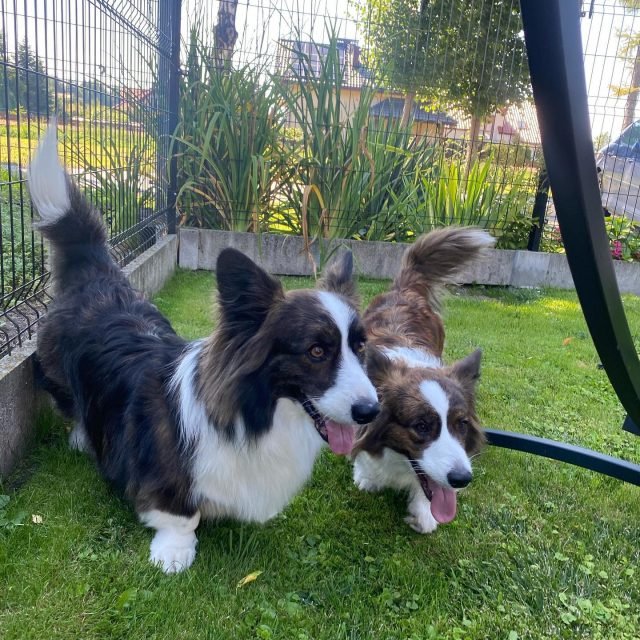 Zdjęcie z Instagrama @corgi_cowboys