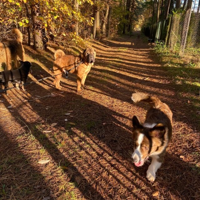 Zdjęcie z Instagrama @corgi_cowboys