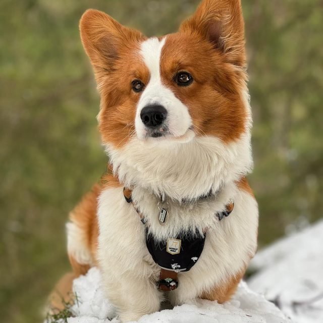 Zdjęcie z Instagrama @corgi_cowboys
