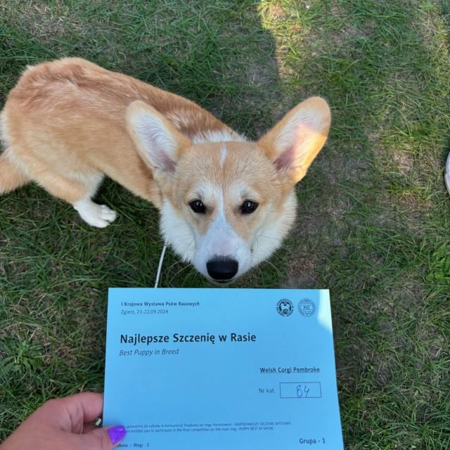 Zdjęcie z Instagrama @corgi_cowboys