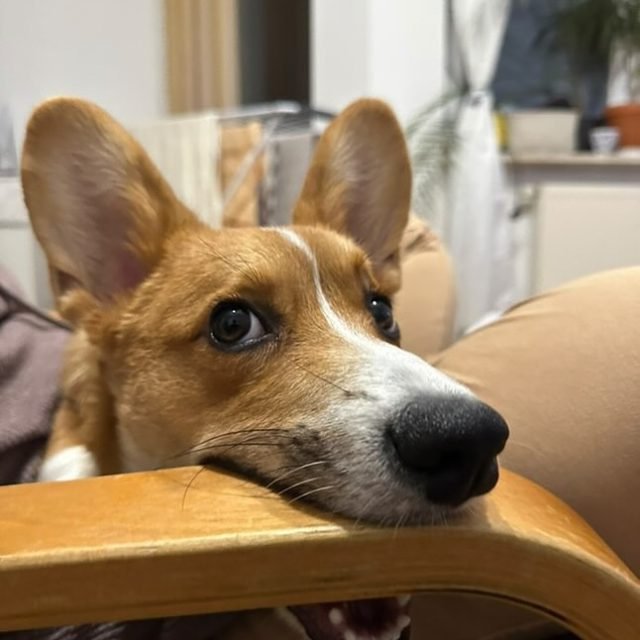 Zdjęcie z Instagrama @corgi_cowboys