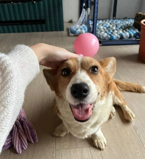 Zdjęcie z Instagrama @corgi_cowboys