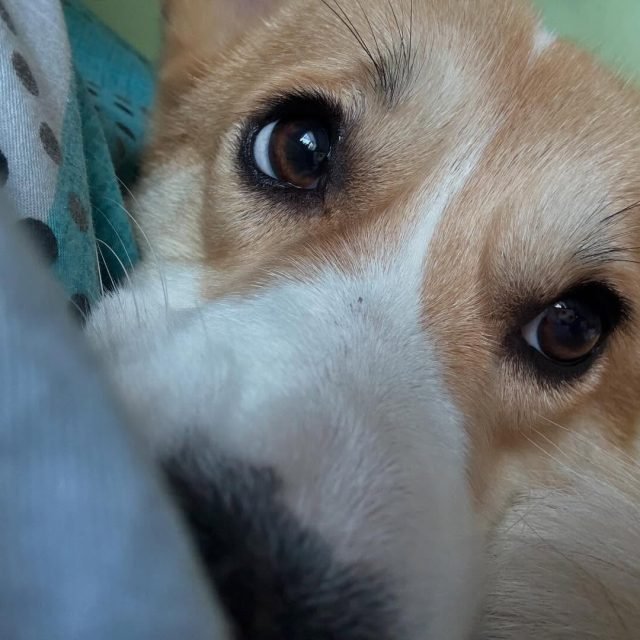 Zdjęcie z Instagrama @corgi_cowboys