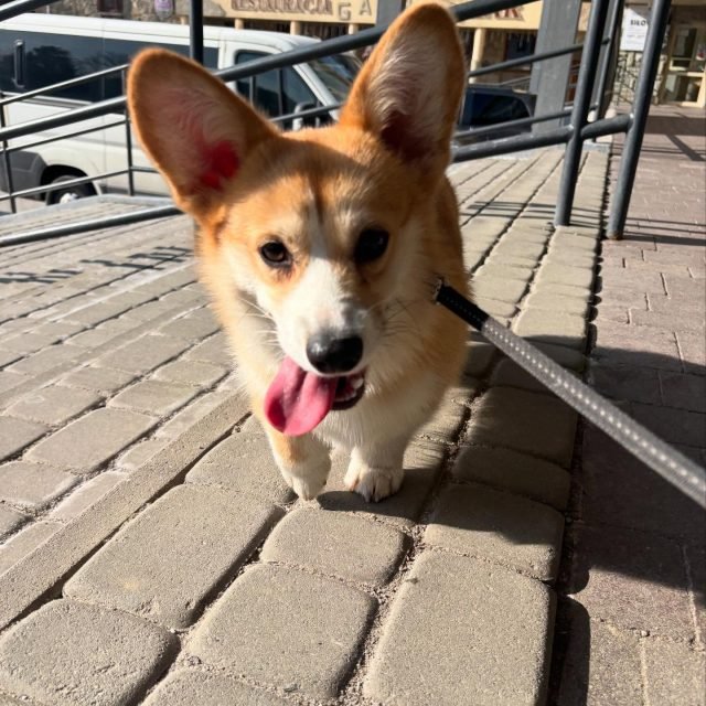 Zdjęcie z Instagrama @corgi_cowboys