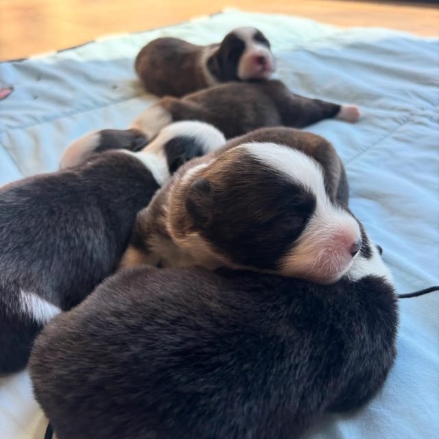Zdjęcie z Instagrama @corgi_cowboys