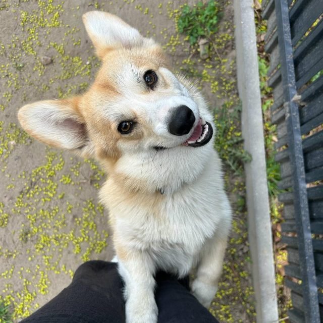 Zdjęcie z Instagrama @corgi_cowboys