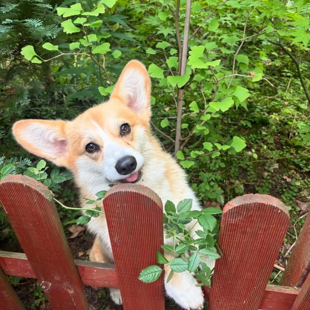 Zdjęcie z Instagrama @corgi_cowboys