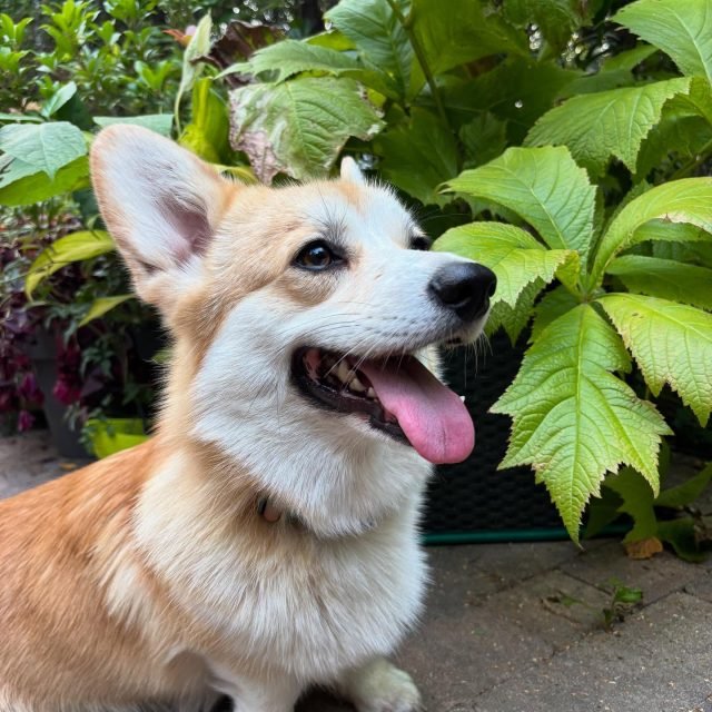 Zdjęcie z Instagrama @corgi_cowboys