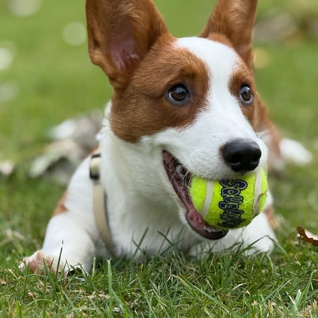 Zdjęcie z Instagrama @corgi_cowboys